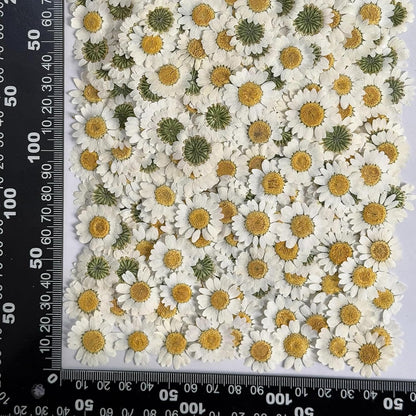 25pcs Yellow Daisy Dried Pressed Flowers Real Natural Dry Flowers for Resin Candle Card Making Wedding Invitations Scrapbooking Christmas Crafts