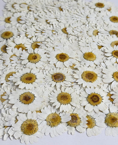 25pcs Yellow Daisy Dried Pressed Flowers Real Natural Dry Flowers for Resin Candle Card Making Wedding Invitations Scrapbooking Christmas Crafts