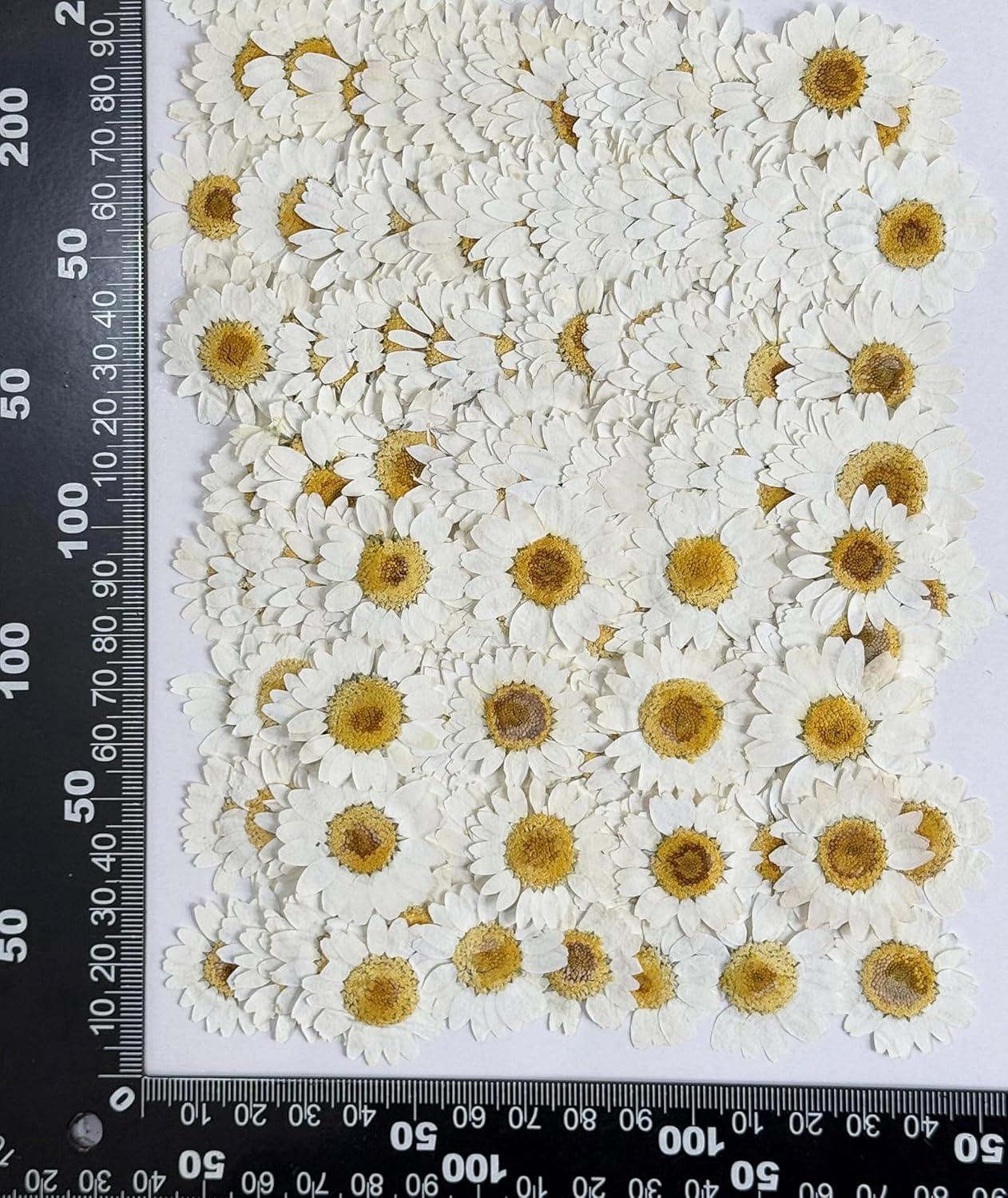25pcs Yellow Daisy Dried Pressed Flowers Real Natural Dry Flowers for Resin Candle Card Making Wedding Invitations Scrapbooking Christmas Crafts