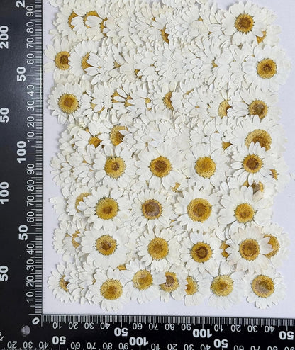 25pcs Yellow Daisy Dried Pressed Flowers Real Natural Dry Flowers for Resin Candle Card Making Wedding Invitations Scrapbooking Christmas Crafts