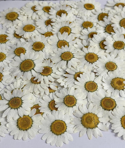 25pcs Yellow Daisy Dried Pressed Flowers Real Natural Dry Flowers for Resin Candle Card Making Wedding Invitations Scrapbooking Christmas Crafts