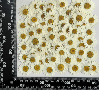25pcs Yellow Daisy Dried Pressed Flowers Real Natural Dry Flowers for Resin Candle Card Making Wedding Invitations Scrapbooking Christmas Crafts