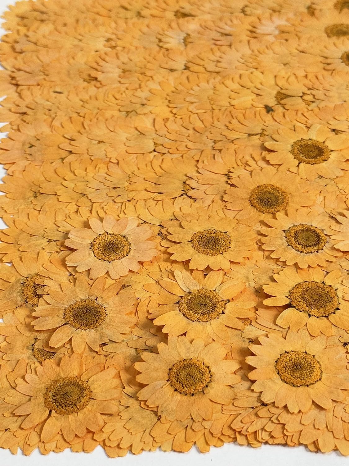 25pcs Yellow Daisy Dried Pressed Flowers Real Natural Dry Flowers for Resin Candle Card Making Wedding Invitations Scrapbooking Christmas Crafts