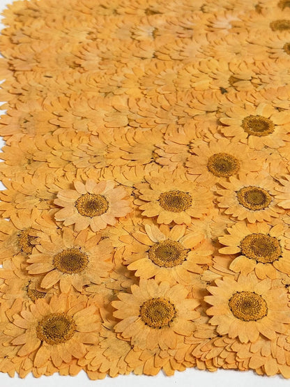 25pcs Yellow Daisy Dried Pressed Flowers Real Natural Dry Flowers for Resin Candle Card Making Wedding Invitations Scrapbooking Christmas Crafts