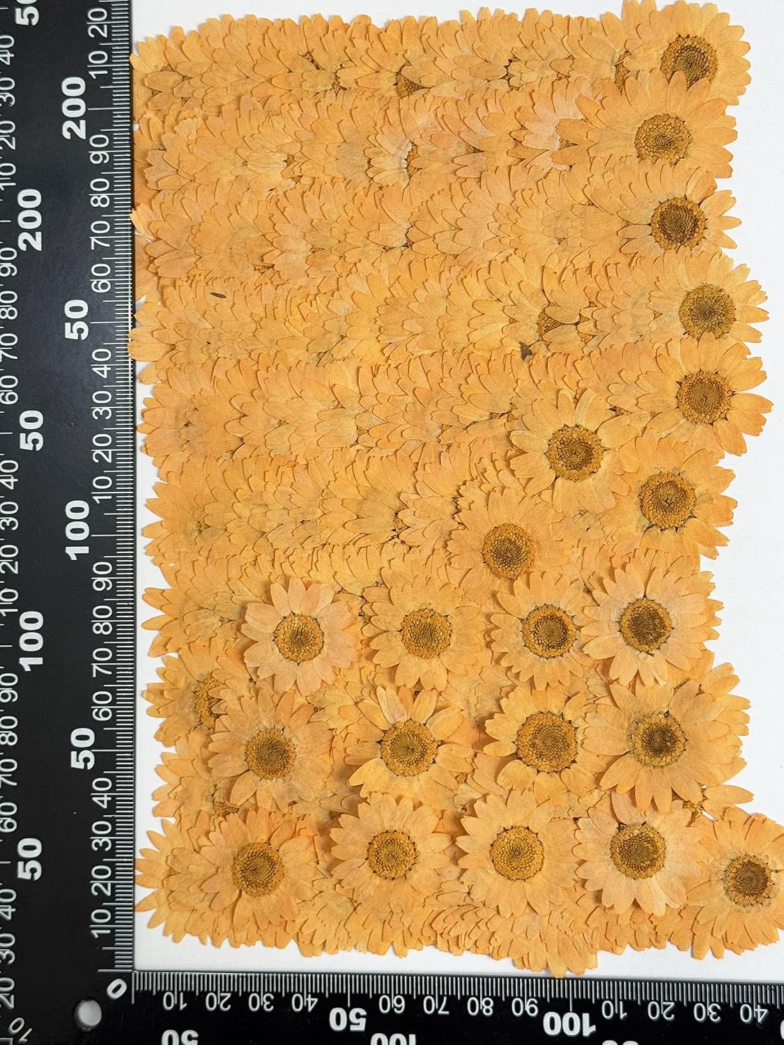 25pcs Yellow Daisy Dried Pressed Flowers Real Natural Dry Flowers for Resin Candle Card Making Wedding Invitations Scrapbooking Christmas Crafts