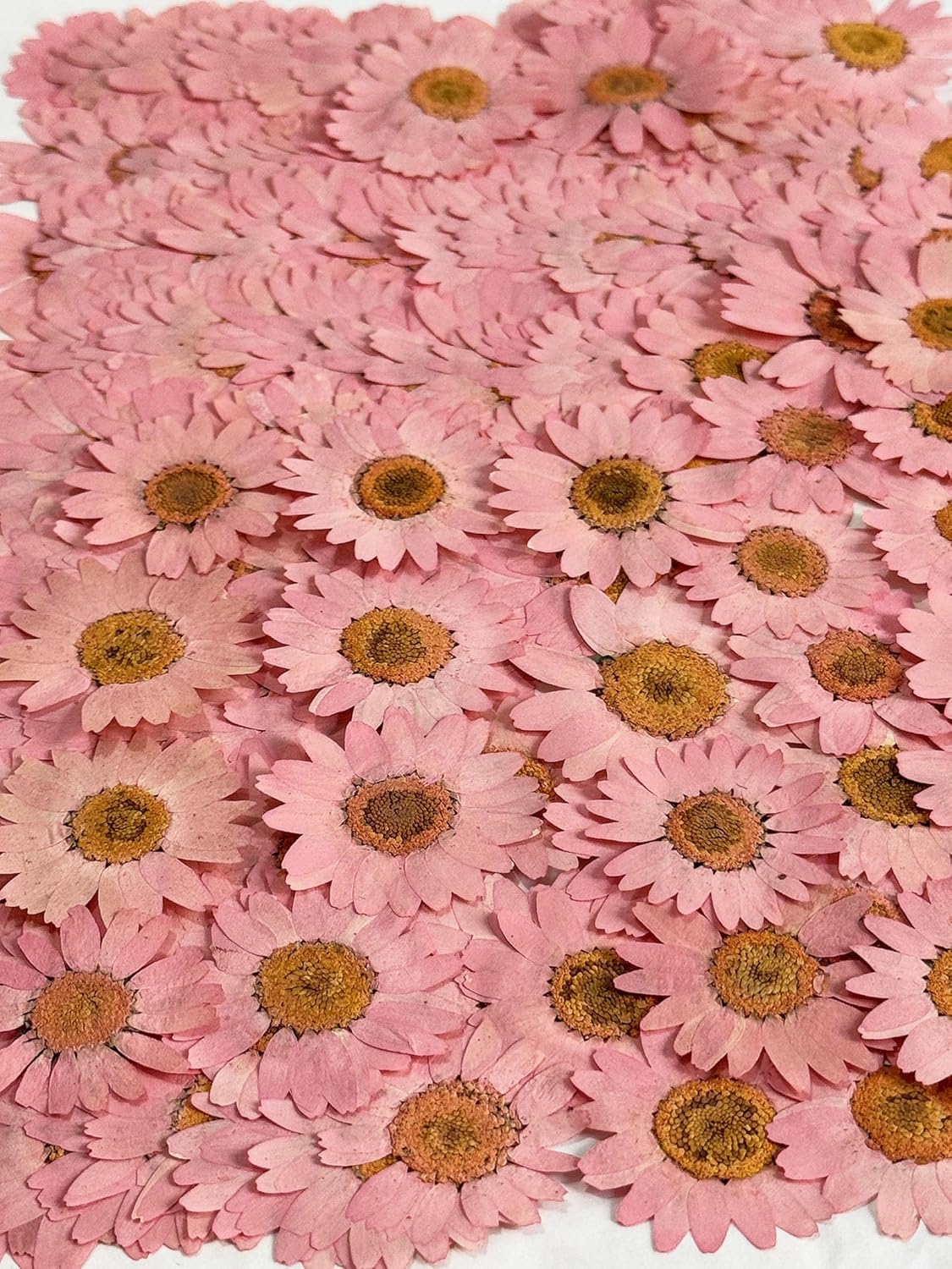 25pcs Yellow Daisy Dried Pressed Flowers Real Natural Dry Flowers for Resin Candle Card Making Wedding Invitations Scrapbooking Christmas Crafts