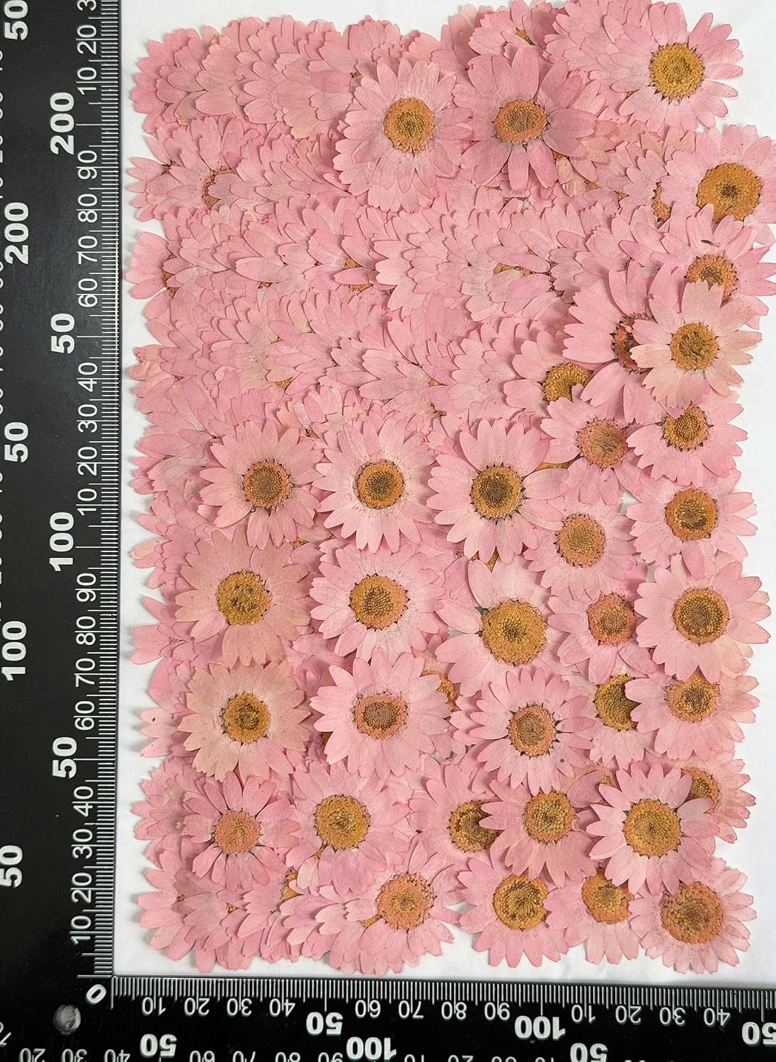 25pcs Yellow Daisy Dried Pressed Flowers Real Natural Dry Flowers for Resin Candle Card Making Wedding Invitations Scrapbooking Christmas Crafts