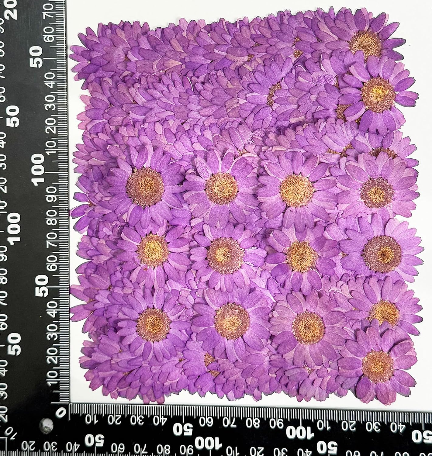 25pcs Yellow Daisy Dried Pressed Flowers Real Natural Dry Flowers for Resin Candle Card Making Wedding Invitations Scrapbooking Christmas Crafts