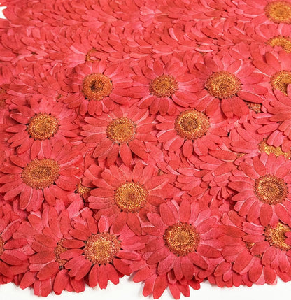 25pcs Yellow Daisy Dried Pressed Flowers Real Natural Dry Flowers for Resin Candle Card Making Wedding Invitations Scrapbooking Christmas Crafts