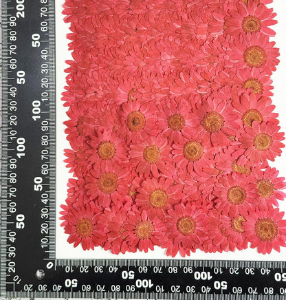 25pcs Yellow Daisy Dried Pressed Flowers Real Natural Dry Flowers for Resin Candle Card Making Wedding Invitations Scrapbooking Christmas Crafts