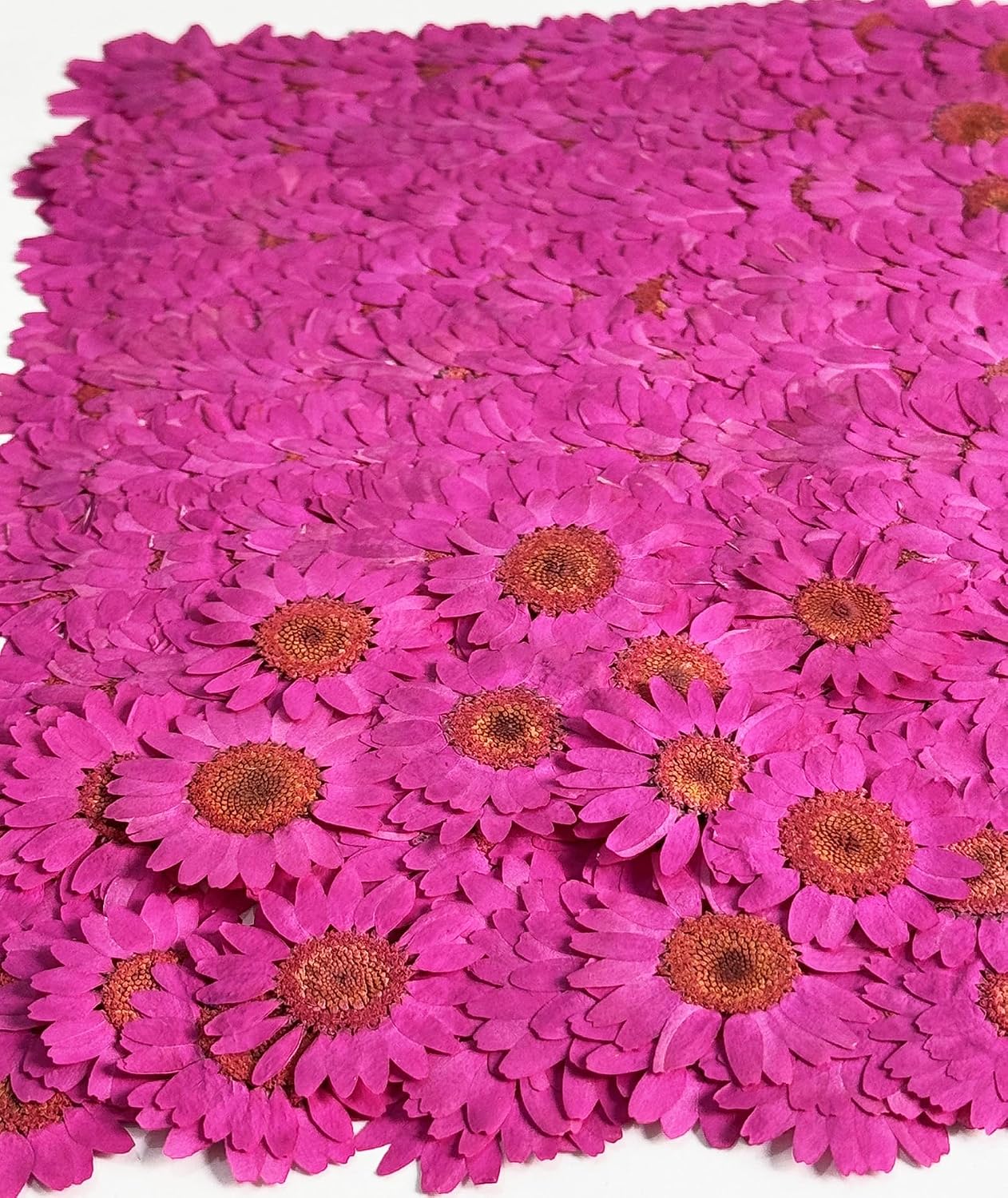 25pcs Yellow Daisy Dried Pressed Flowers Real Natural Dry Flowers for Resin Candle Card Making Wedding Invitations Scrapbooking Christmas Crafts