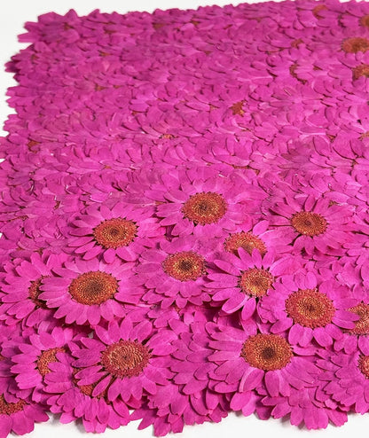 25pcs Yellow Daisy Dried Pressed Flowers Real Natural Dry Flowers for Resin Candle Card Making Wedding Invitations Scrapbooking Christmas Crafts