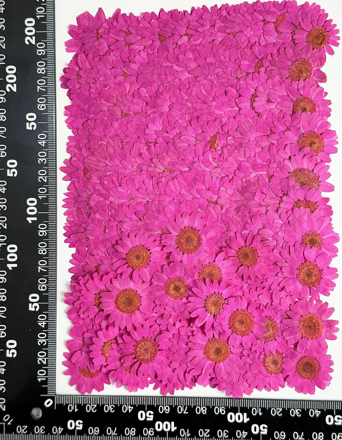 25pcs Yellow Daisy Dried Pressed Flowers Real Natural Dry Flowers for Resin Candle Card Making Wedding Invitations Scrapbooking Christmas Crafts