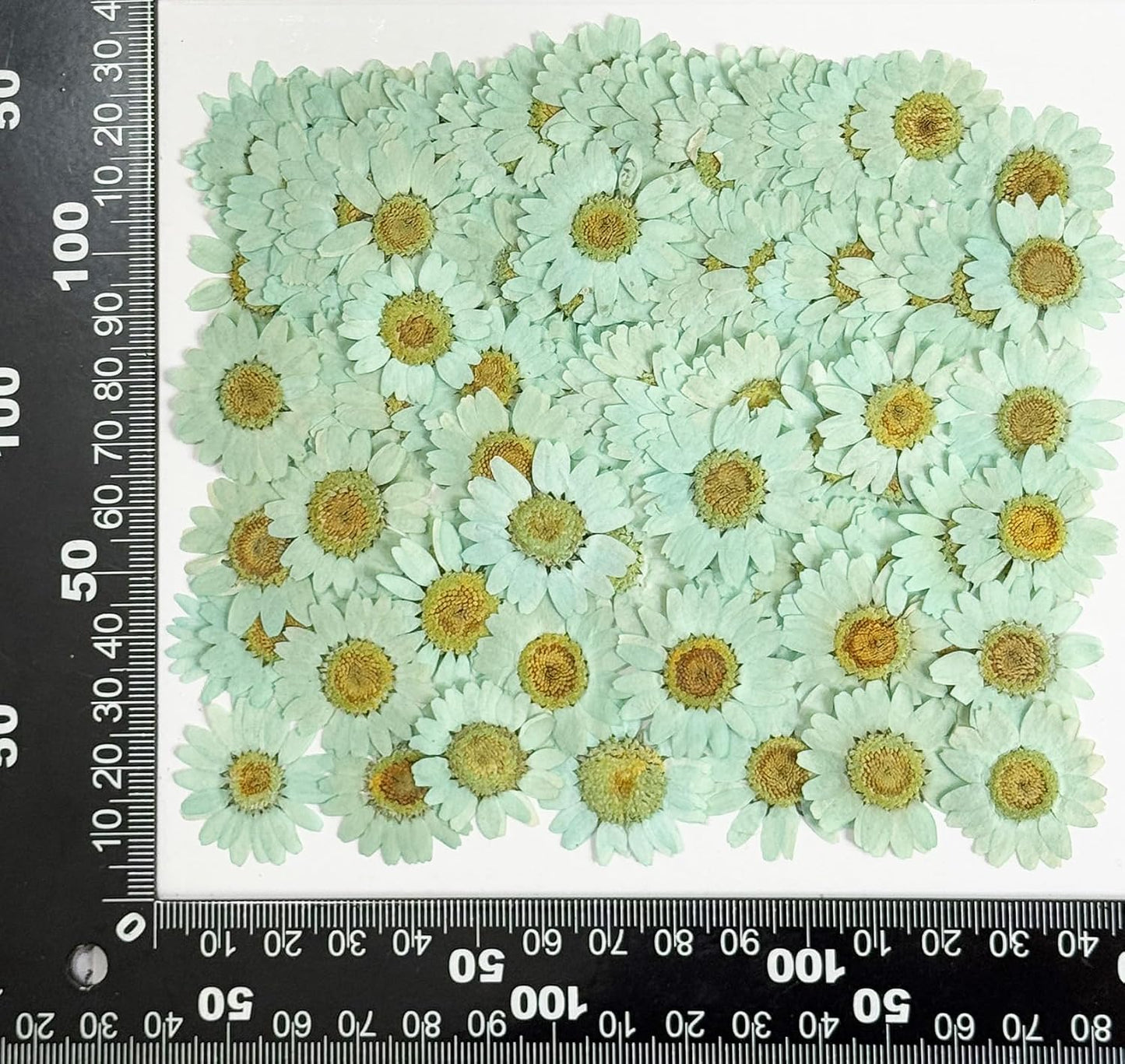 25pcs Yellow Daisy Dried Pressed Flowers Real Natural Dry Flowers for Resin Candle Card Making Wedding Invitations Scrapbooking Christmas Crafts