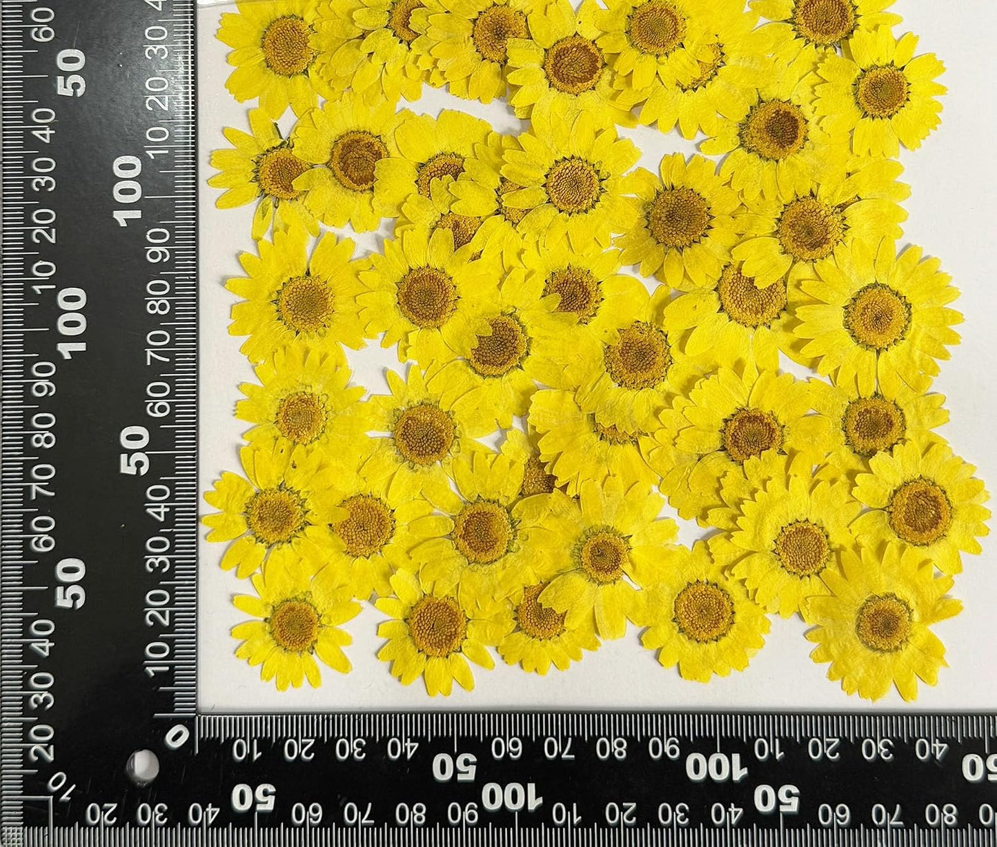 25pcs Yellow Daisy Dried Pressed Flowers Real Natural Dry Flowers for Resin Candle Card Making Wedding Invitations Scrapbooking Christmas Crafts