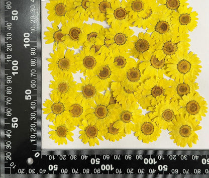 25pcs Yellow Daisy Dried Pressed Flowers Real Natural Dry Flowers for Resin Candle Card Making Wedding Invitations Scrapbooking Christmas Crafts