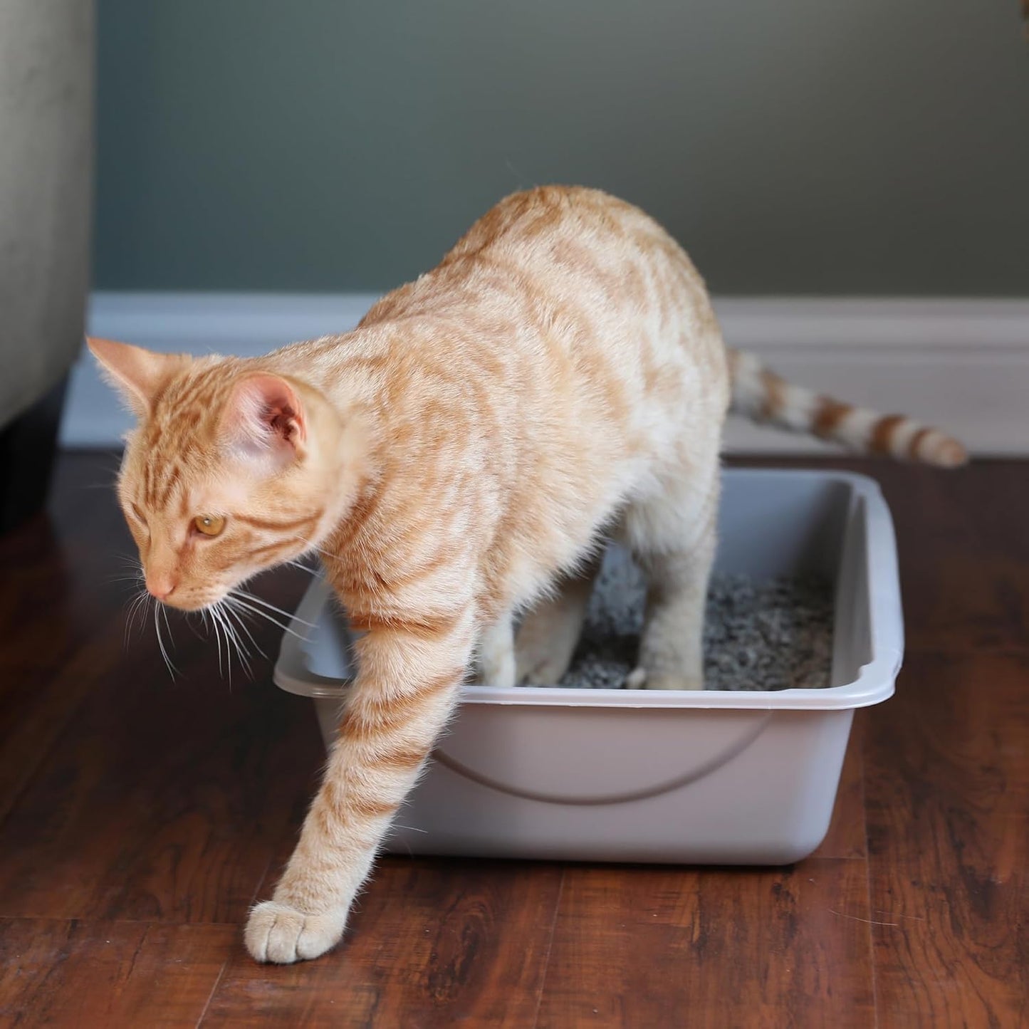 Basic Open Cat Litter Pan, Multidirectional Easy to Clean Plastic Litter Box, Gray, Made in USA, 14" x 10.5" x 3.5", Small Recommended for Kittens and Small Cats