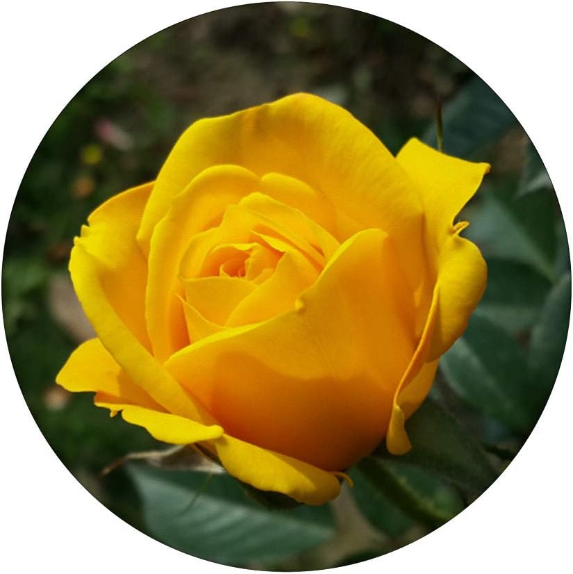 Yellow Rose PopSockets Grip and Stand for Phones and Tablets