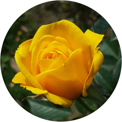 Yellow Rose PopSockets Grip and Stand for Phones and Tablets