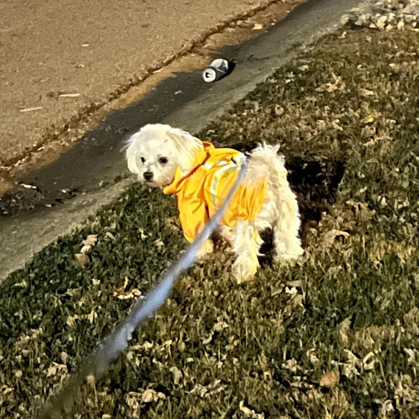 Dog Raincoats for Medium Dogs, Waterproof Rain Jacket with Hood | Puppy rain jacket with Harness, Reflective Poncho with Harness Built in, Rain Gear Clothes with Hat for Boy Girl, Yellow M