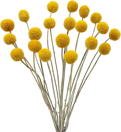 20PCS Natural Dried Flowers Craspedia Billy Balls Flowers Yellow 3cm Dried Craspedia Flowers Billy Buttons Floral Bouquet for Flower Arrangements Wedding Home Tall Vase Decor Fall Autumn