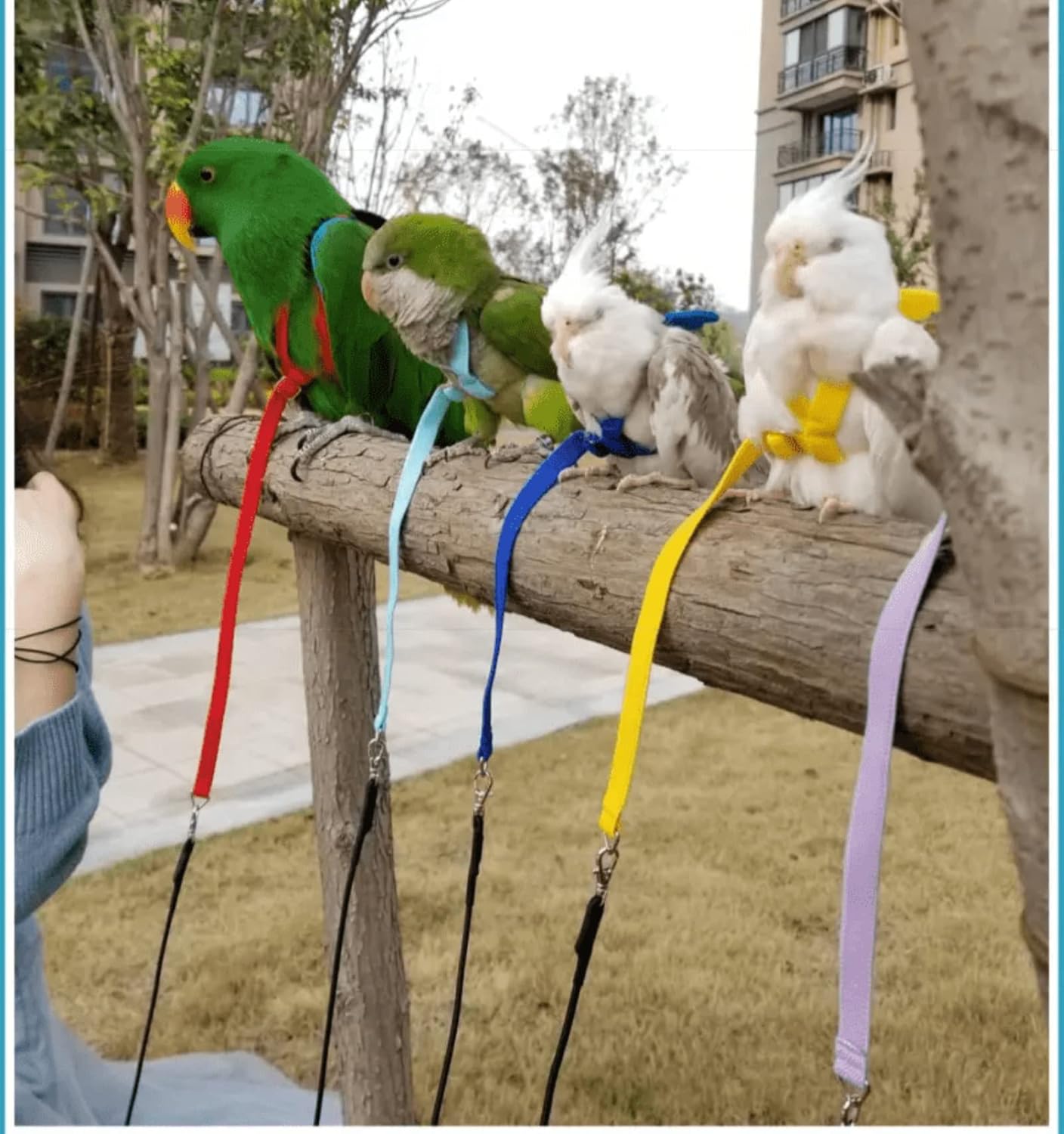 Pet Parrot Bird Harness Leash Adjustable Bird Flying Harness Traction Rope with Cute Wing for Parrots Pigeons Budgerigar Lovebird Cockatiel Mynah Outdoor Training Toy (L, Yellow)