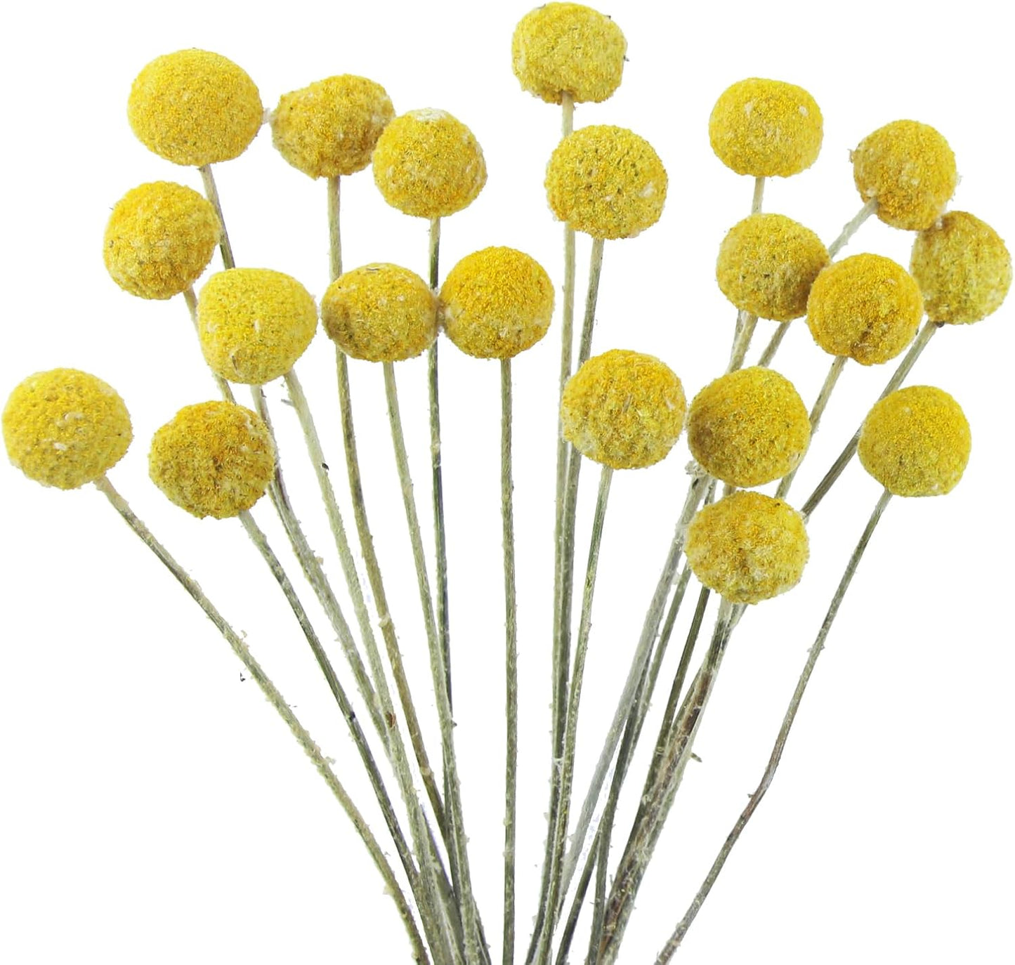 20 Pcs Natural Dried Flowers Craspedia Billy Balls Flowers Billy Buttons Balls Dried Floral Bouquet for Flower Arrangements Wedding Home Tall Vase Crafts Decor Yellow