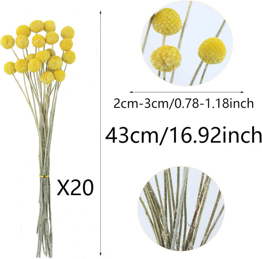 20 Pcs Natural Dried Flowers Craspedia Billy Balls Flowers Billy Buttons Balls Dried Floral Bouquet for Flower Arrangements Wedding Home Tall Vase Crafts Decor Yellow