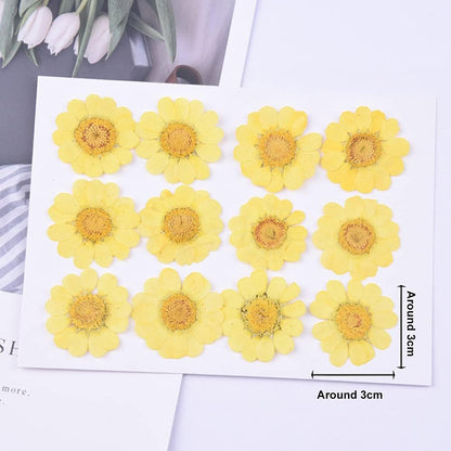 60Pcs White Dried Daisy Pressed Flowers - 60Pcs Real Nature Flowers Set for Resin DIY Jewelry Candle Soap Vase Making Nail Card Scrapbook Art Craft Floral Decors