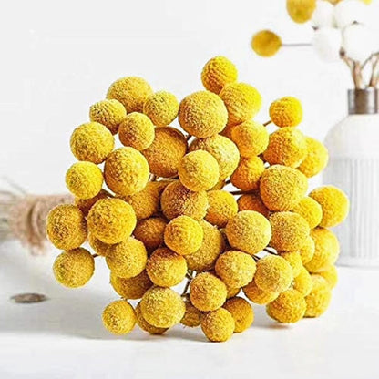 25 Pcs Natural Dried Flowers Yellow Craspedia Billy Balls Bouquet Large Buttons Dried Flowers for DIY Flower Arrangements Photo Props DIY Wedding Home Tall Vase Decor