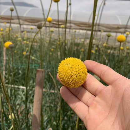 25 Pcs Natural Dried Flowers Yellow Craspedia Billy Balls Bouquet Large Buttons Dried Flowers for DIY Flower Arrangements Photo Props DIY Wedding Home Tall Vase Decor