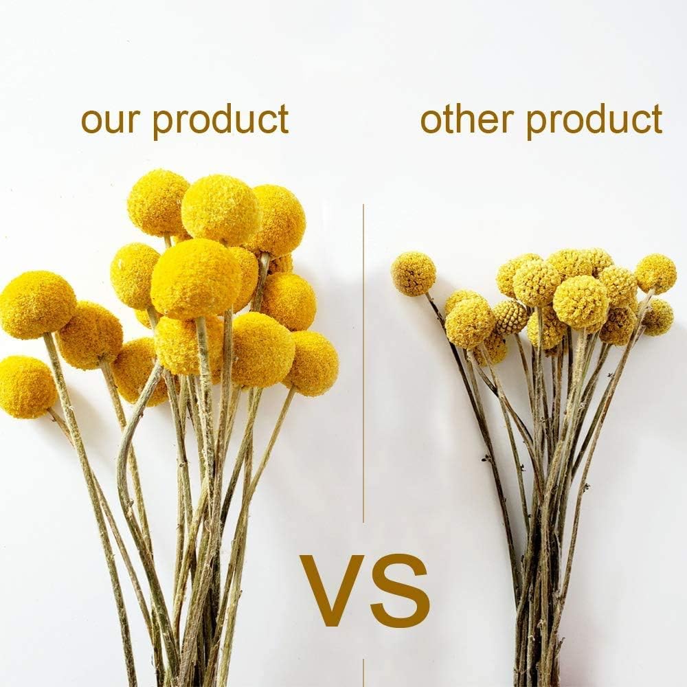25 Pcs Natural Dried Flowers Yellow Craspedia Billy Balls Bouquet Large Buttons Dried Flowers for DIY Flower Arrangements Photo Props DIY Wedding Home Tall Vase Decor