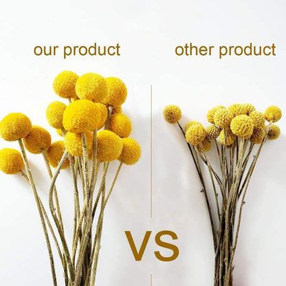 25 Pcs Natural Dried Flowers Yellow Craspedia Billy Balls Bouquet Large Buttons Dried Flowers for DIY Flower Arrangements Photo Props DIY Wedding Home Tall Vase Decor
