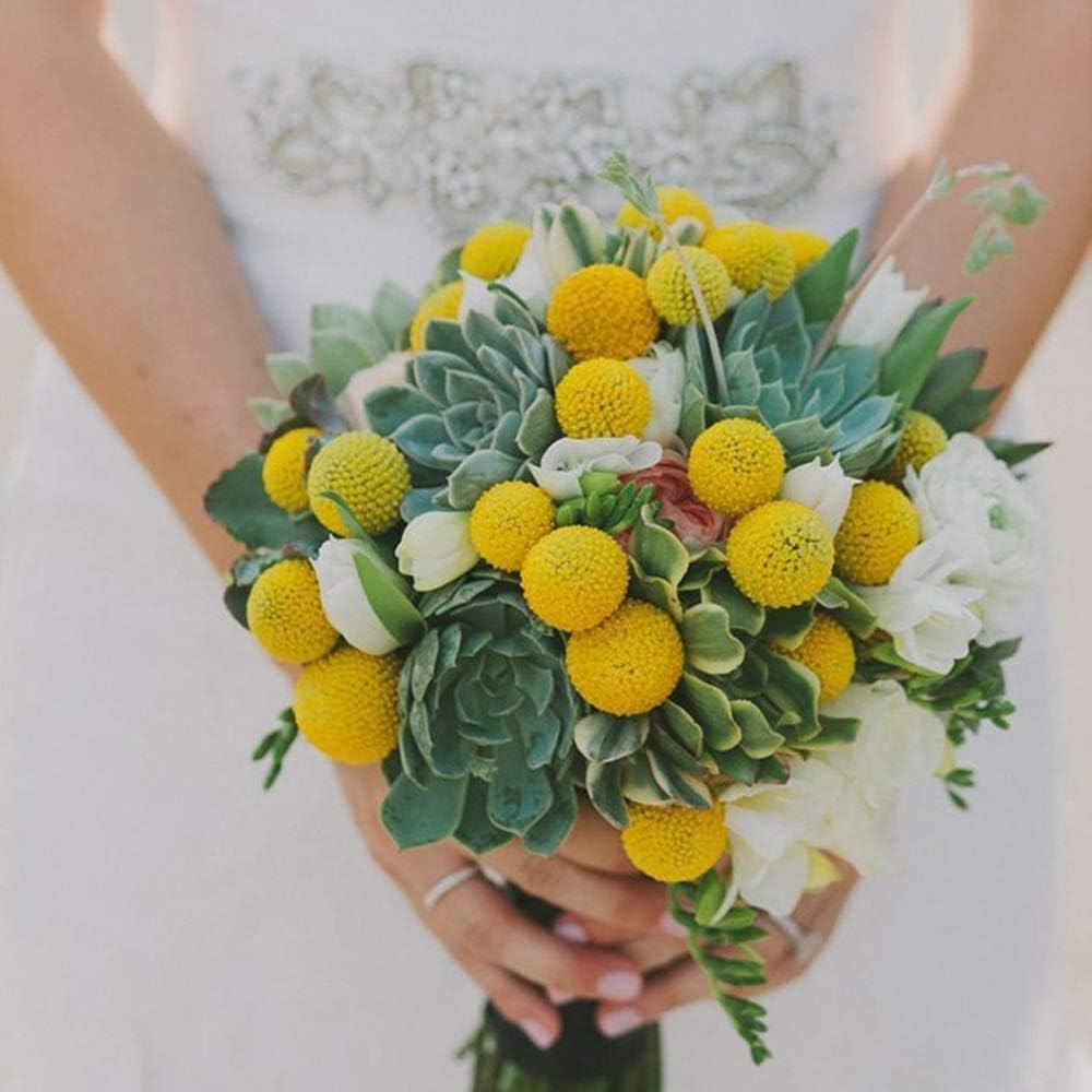 25 Pcs Natural Dried Flowers Yellow Craspedia Billy Balls Bouquet Large Buttons Dried Flowers for DIY Flower Arrangements Photo Props DIY Wedding Home Tall Vase Decor
