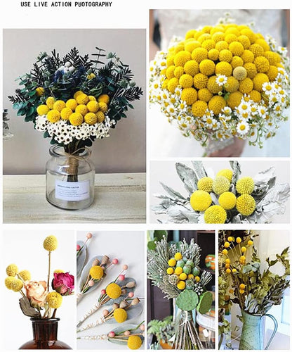 25 Pcs Natural Dried Flowers Yellow Craspedia Billy Balls Bouquet Large Buttons Dried Flowers for DIY Flower Arrangements Photo Props DIY Wedding Home Tall Vase Decor
