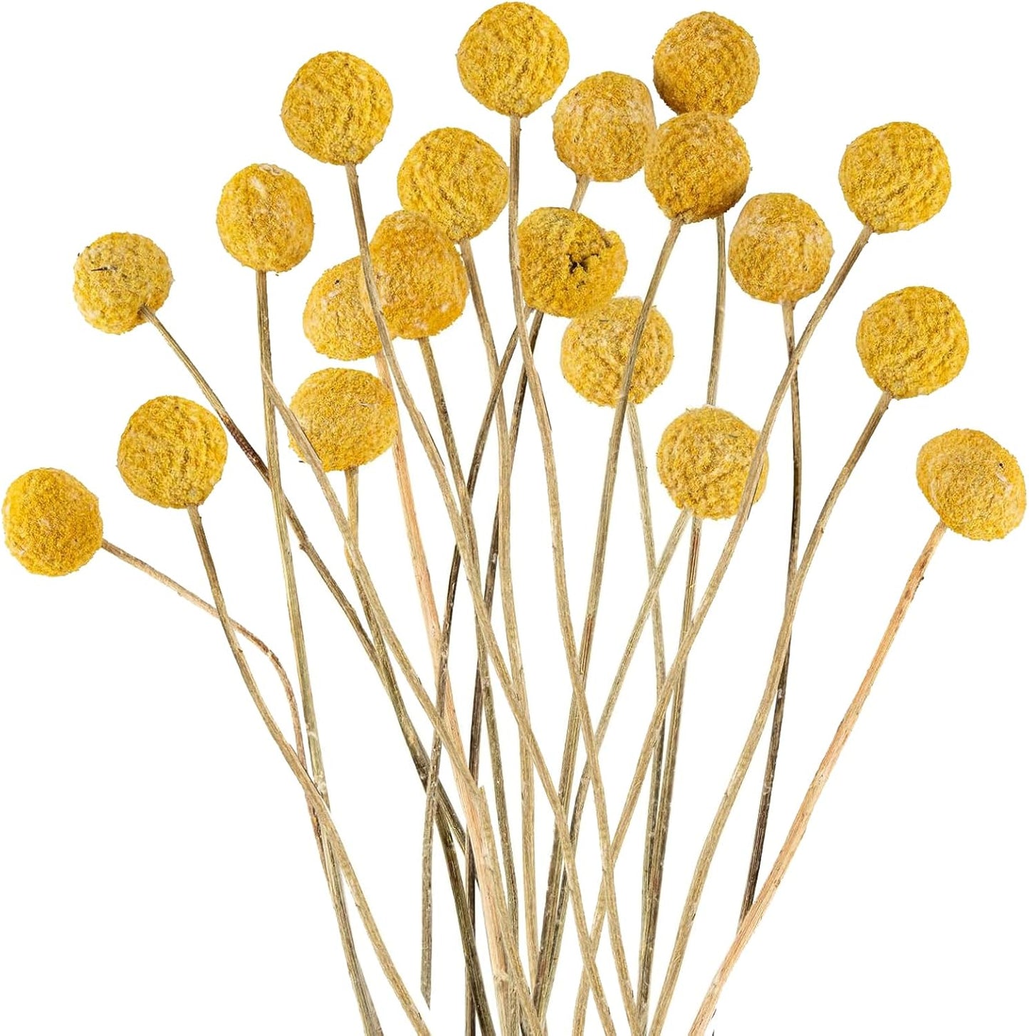 20Pcs Natural Craspedia Dried Flowers Yellow Billy Buttons Balls Bouquet Bundles,for DIY Crafts Wreath Cake,Home Decor Wedding Decor Party Centerpieces Decor (Golden)