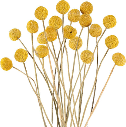 20Pcs Natural Craspedia Dried Flowers Yellow Billy Buttons Balls Bouquet Bundles,for DIY Crafts Wreath Cake,Home Decor Wedding Decor Party Centerpieces Decor (Golden)