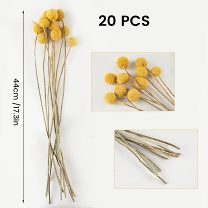 20Pcs Natural Craspedia Dried Flowers Yellow Billy Buttons Balls Bouquet Bundles,for DIY Crafts Wreath Cake,Home Decor Wedding Decor Party Centerpieces Decor (Golden)