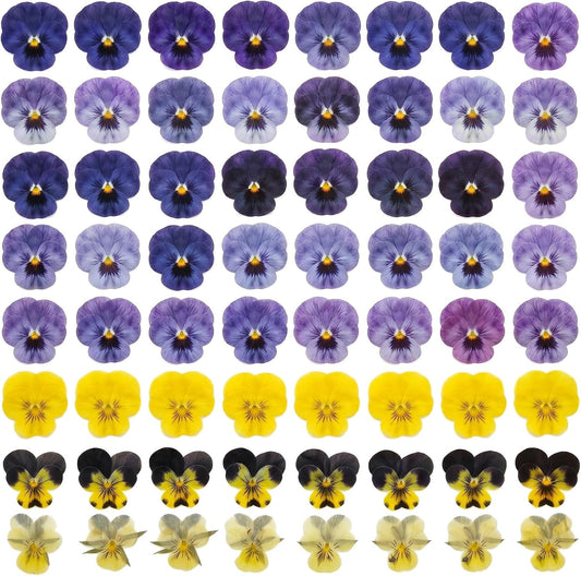 Dried Edible Viola Tricolor Flowers – 48 Real Pressed Pansy Petals for Cake Decoration, Cocktail Garnish, Resin Jewelry, Candle & Soap Making, Wedding Confetti