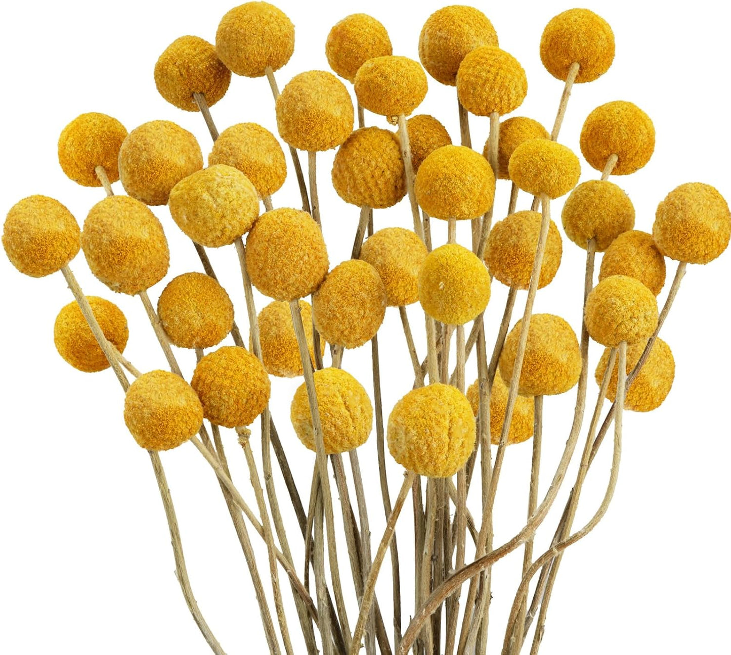 30pcs Natural Dried Flowers Yellow, Craspedia Billy Balls, 16.14'' | Yellow Dried Flowers, Boho Dried Floral Arrangements, Billy Balls for Home Kitchen Table Wedding Party Office Decor