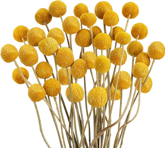 30pcs Natural Dried Flowers Yellow, Craspedia Billy Balls, 16.14'' | Yellow Dried Flowers, Boho Dried Floral Arrangements, Billy Balls for Home Kitchen Table Wedding Party Office Decor