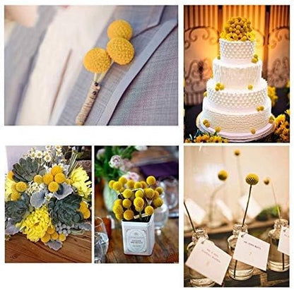 30pcs Natural Dried Flowers Yellow, Craspedia Billy Balls, 16.14'' | Yellow Dried Flowers, Boho Dried Floral Arrangements, Billy Balls for Home Kitchen Table Wedding Party Office Decor