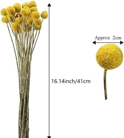 30pcs Natural Dried Flowers Yellow, Craspedia Billy Balls, 16.14'' | Yellow Dried Flowers, Boho Dried Floral Arrangements, Billy Balls for Home Kitchen Table Wedding Party Office Decor