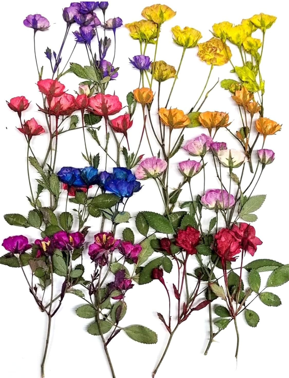 8 Types Real Dried Pressed Rose Flowers Plant Herbarium for Craft Resin Jewelry Making (Mini Rose)