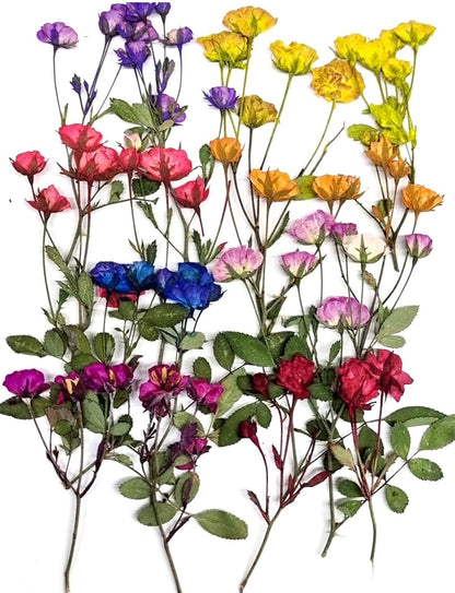 8 Types Real Dried Pressed Rose Flowers Plant Herbarium for Craft Resin Jewelry Making (Mini Rose)