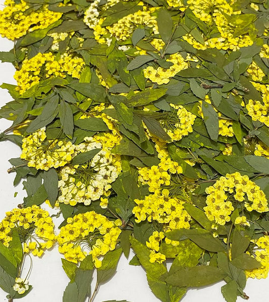 12 pcs Yellow Narcissus with Stem Real Natural Dried Pressed Flowers for Resin Scrapbooking DIY Candle Decoration Jewelry Crafts