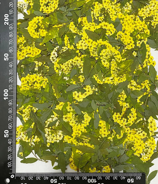 12 pcs Yellow Narcissus with Stem Real Natural Dried Pressed Flowers for Resin Scrapbooking DIY Candle Decoration Jewelry Crafts