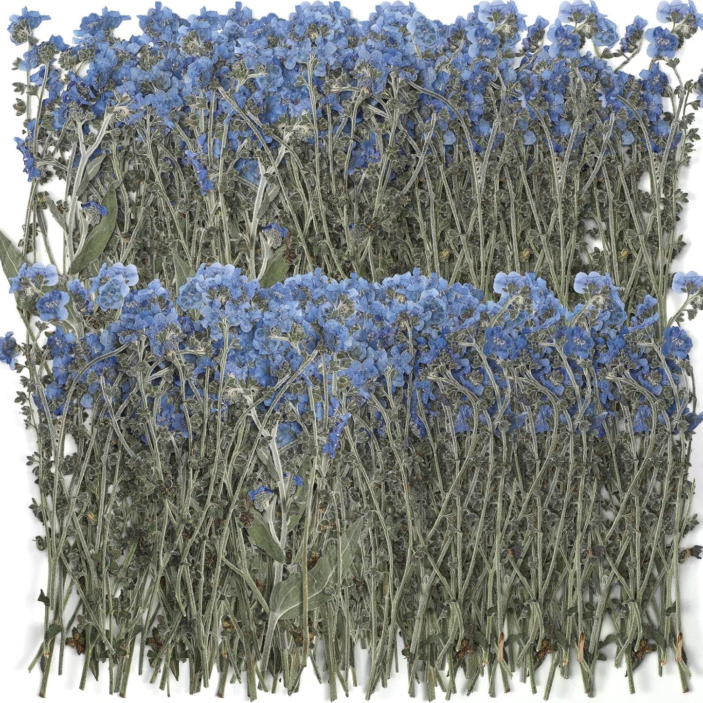 100 Pcs Natural Forget Me Not Pressed Dried Flowers Blue Don't Forget Me Dried Flower Real for Resin Jewelry Candle Card Making Nail Art DIY Home Decoration