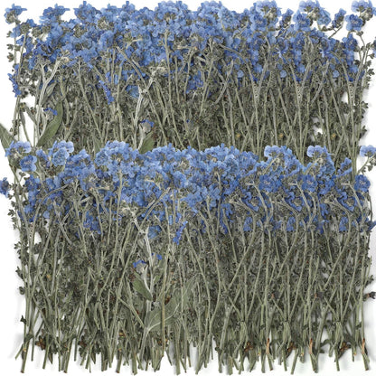 100 Pcs Natural Forget Me Not Pressed Dried Flowers Blue Don't Forget Me Dried Flower Real for Resin Jewelry Candle Card Making Nail Art DIY Home Decoration