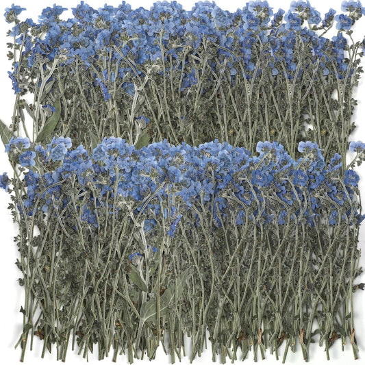 100 Pcs Natural Forget Me Not Pressed Dried Flowers Blue Don't Forget Me Dried Flower Real for Resin Jewelry Candle Card Making Nail Art DIY Home Decoration